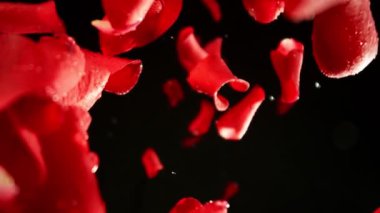 Kara Arkaplan 'da Düşen Gül Yaprakları' nın Süper Yavaş Hareketi. Kamera Yüksek Hız Cine Robotuna yerleştirildi, Dönüyor. Yüksek Hız Sinema Kamerası, 1000 fp..