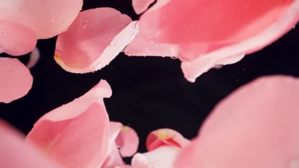 Super Zeitlupe Fallender Rosa Rosenblätter Auf Schwarzem Hintergrund Kamera Auf — Stockvideo