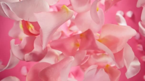 Super Zeitlupe Fallender Rosafarbener Rosenblätter Auf Rosa Hintergrund Kamera Auf — Stockvideo
