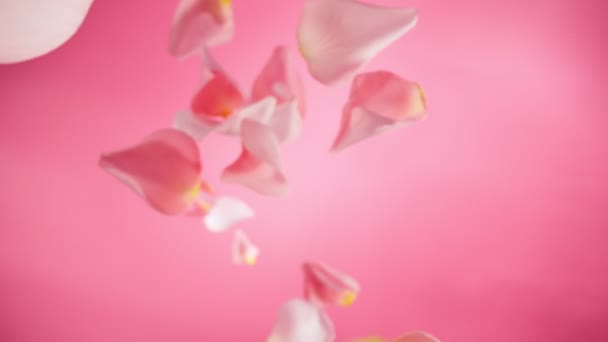 ピンクの背景に落ちるピンクのローズの花びらをスーパースローモーション 高速シネボットに設置されたカメラ 高速シネマカメラで撮影 1000 Fps ストック動画