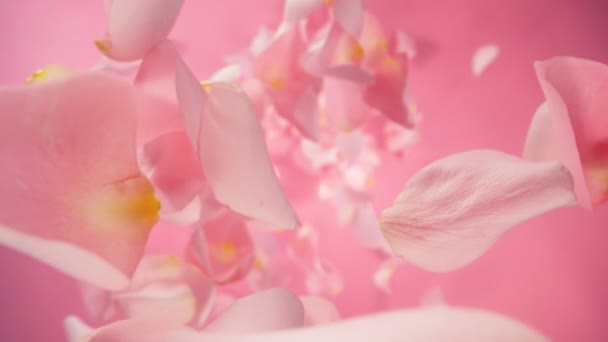 ピンクの背景に落ちるピンクのローズの花びらをスーパースローモーション 高速シネボットに設置されたカメラ 高速シネマカメラで撮影 1000 Fps ストック映像