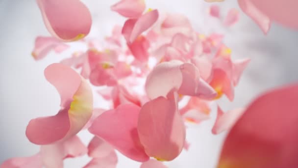 Super Zeitlupe Fallender Rosa Rosenblätter Auf Weißem Hintergrund Kamera Auf — Stockvideo