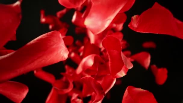 Super Slow Motion Falling Rose Petals Black Background Câmera Colocada — Vídeo de Stock