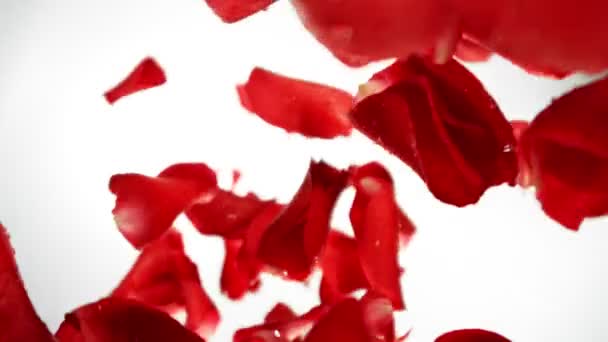 Super Slow Motion Falling Red Rose Petals Com Gotas Água — Vídeo de Stock