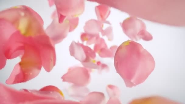 白底水滴落粉玫瑰花瓣的超慢速运动 相机放置在高速Cine Bot上 旋转着 在高速电影摄影机上拍摄 1000 Fps 速度计 — 图库视频影像