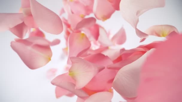 Super Slow Motion Falling Pink Rose Petals Fundo Branco Filmado — Vídeo de Stock