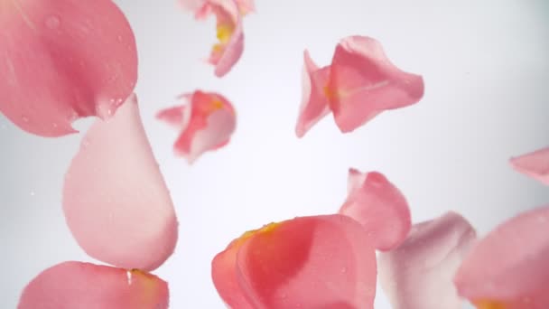 Super Slow Motion Falling Pink Rose Petals Com Gotas Água — Vídeo de Stock