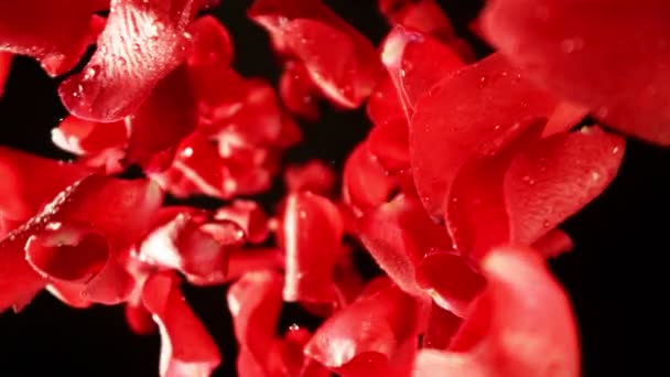 Super Slow Motion Falling Rose Kronblad Med Vatten Droppar Svart — Stockvideo