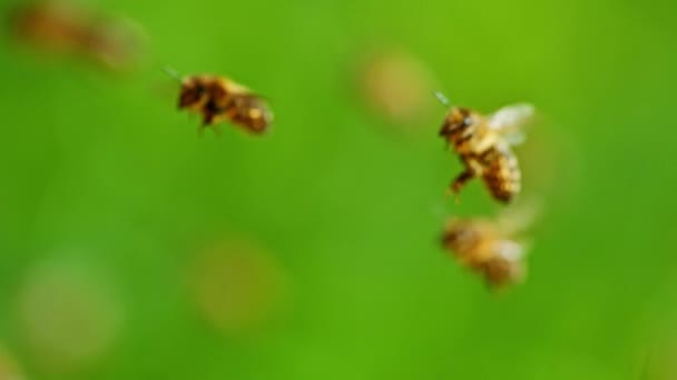 Repülő Méhek Fókusz Mélysége Zöld Háttér Nagysebességű Mozi Kamera 1000Fps — Stock videók