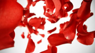 Düşen Kırmızı Gül Yaprakları, Beyaz Arkaplan 'da izole edilmiş. Soyut Çiçek Özgeçmişi, Güzellik Konsepti. Uçan Yaprakların Dondurucu Hareketi. Stüdyo Çekimi.