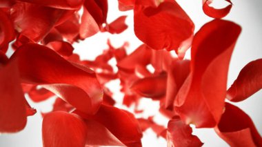 Düşen Kırmızı Gül Yaprakları, Beyaz Arkaplan 'da izole edilmiş. Soyut Çiçek Özgeçmişi, Güzellik Konsepti. Uçan Yaprakların Dondurucu Hareketi. Stüdyo Çekimi.