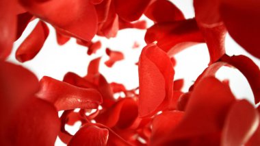 Düşen Kırmızı Gül Yaprakları, Beyaz Arkaplan 'da izole edilmiş. Soyut Çiçek Özgeçmişi, Güzellik Konsepti. Uçan Yaprakların Dondurucu Hareketi. Stüdyo Çekimi.