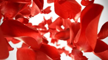 Düşen Kırmızı Gül Yaprakları, Beyaz Arkaplan 'da izole edilmiş. Soyut Çiçek Özgeçmişi, Güzellik Konsepti. Uçan Yaprakların Dondurucu Hareketi. Stüdyo Çekimi.
