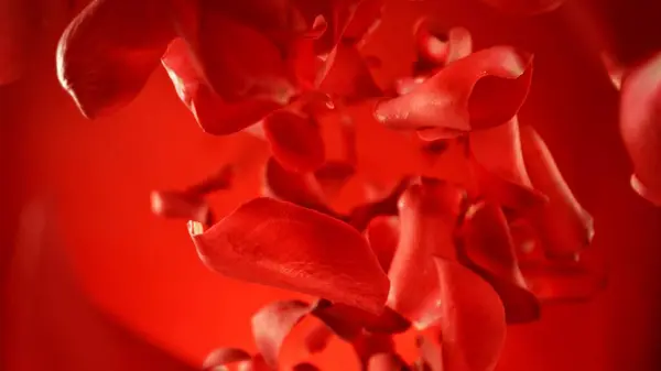 Spadające Płatki Czerwonej Róży Odizolowane Kolorowym Tle Abstrakcyjne Tło Kwiatu — Zdjęcie stockowe