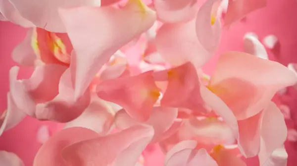 ピンクのバラの花びらは 着色された背景に孤立しました 抽象的な花の背景 ビューティーコンセプト フライングペタルのフリーズモーション スタジオショット — ストック写真