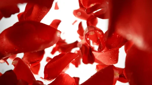 Spadające Płatki Czerwonej Róży Odizolowane Białym Tle Abstrakcyjne Tło Kwiatu — Zdjęcie stockowe