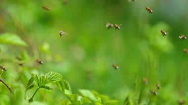 Uçan Arılar Meadow 'da, Düşük Odaklanma Derinliği. Yüksek Hız Sineması Kamerası 'nda çekildi, 1000fps. Süper Macro shot. Seçici odak, ön plana odaklanmış.