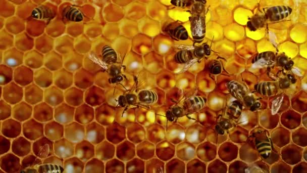 Пчелы Идут Сотам Несут Мед Макро Кадры Жизни Домашних Насекомых — стоковое видео