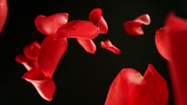 Super Pomalý Pohyb Okvětních Lístků Padající Růže Černém Pozadí Kamera — Stock video