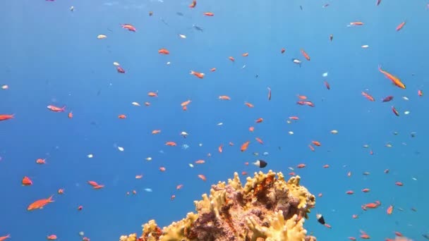 Sualtı Renkli Tropikal Mercan Resifi Balık Okulu Tropik Mavi Deniz Stok Video
