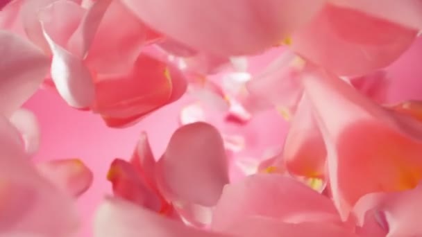 Super Slow Motion Falling Pink Rose Petals Pink Background Cámara — Vídeos de Stock