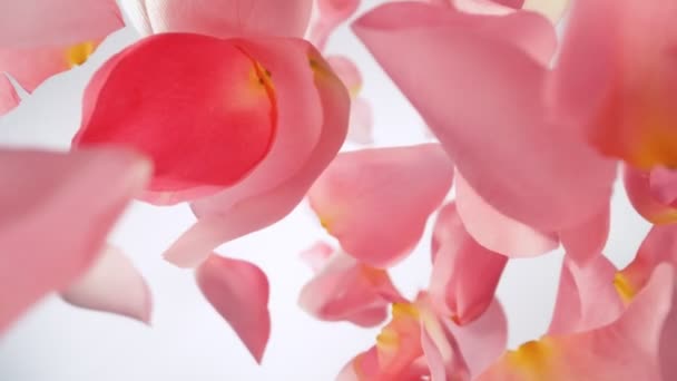 Super Slow Motion Falling Pink Rose Kronblad Vit Bakgrund Inspelning — Stockvideo