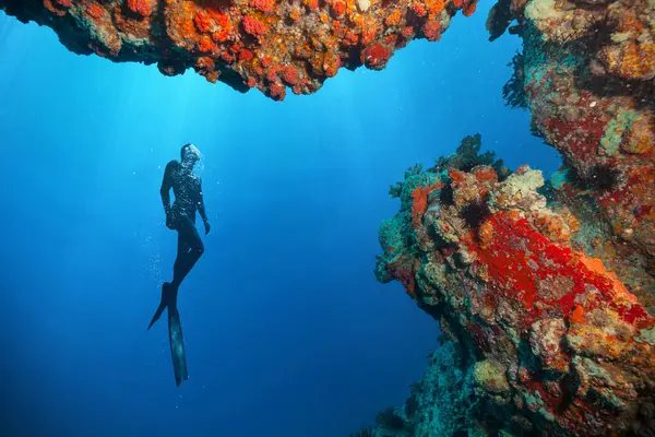 Silhouette Free Diver Exploring Coral Reef Underwater Sport Leasure Activities Stock Image