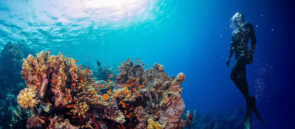 Σιλουέτα Του Ελεύθερου Δύτη Εξερεύνηση Κοραλλιογενή Ύφαλο Υποβρύχια Αθλήματα Και Φωτογραφία Αρχείου