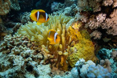 Palyaço Anemonbalık, Amphiprion perküla, deniz şakayığı yuvasının dokunaçları arasında yüzüyor. Marsa Alam, Mısır.