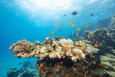 Renkli Sert Mercanlar ve Balıklarla Güzel Mercan Resifi Panoramik Manzarası. Marsa Alam, Mısır.