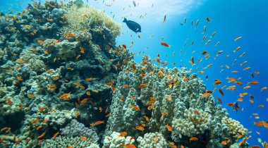 Renkli Sert Mercanlar ve Balıklarla Güzel Mercan Resifi Panoramik Manzarası. Marsa Alam, Mısır.