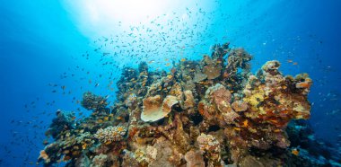 Renkli Sert Mercanlar ve Balıklarla Güzel Mercan Resifi Panoramik Manzarası. Marsa Alam, Mısır.