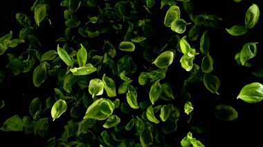 Düşen fesleğen yaprakları, siyah arka planda izole edilmiş. Uçan taze bitkilerin hareketsiz hareketi.