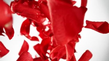 Düşen Gül Yapraklarının Süper Yavaş Hareketi Beyaz Arkaplanda Kameraya. Yüksek Hız Sinema Kamerası, 1000 fp..