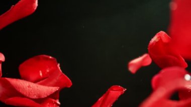 Kara Arkaplanda Düşen Gül Yapraklarının Süper Yavaş Hareketi. Kamera Yüksek Hız Cine Robotuna yerleştirildi, Dönüyor. Yüksek Hız Sinema Kamerası, 1000 fp..