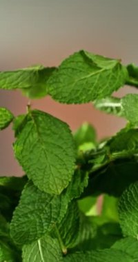 Süper Yavaş Uçan Nane Yaprakları Hareketi. High Speed Cinema Camera 'da çekildi, 1000 fps. Kamera Yüksek Hız Cine Bot 'a yerleştirildi, dönüyor. Dikey Görünüm Oranı.