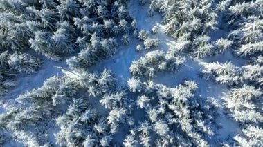 Kış Karlı Ladin Ormanı 'nın Yumuşak Geçişi. Kış manzarasının doğa ve açık hava görüntüleri.