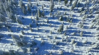 Kış Karlı Ladin Ormanı 'nın Yumuşak Geçişi. Kış manzarasının doğa ve açık hava görüntüleri.