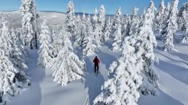 Güzel Kış Ladin Ormanı 'nda Genç Adam Kayak Yapıyor. Kayak Turu. Kış Aktivitesinin Hava Görüntüsü. Avrupa Doğası.