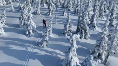 Güzel Kış Ladin Ormanı 'nda Genç Adam Kayak Yapıyor. Kayak Turu. Kış Aktivitesinin Hava Görüntüsü. Avrupa Doğası.