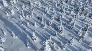Güzel Kış Ladin Ormanı 'nda Genç Adam Kayak Yapıyor. Kayak Turu. Kış Aktivitesinin Hava Görüntüsü. Avrupa Doğası.