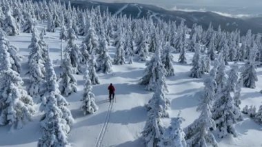 Güzel Kış Ladin Ormanı 'nda Genç Adam Kayak Yapıyor. Kayak Turu. Kış Aktivitesinin Hava Görüntüsü. Avrupa Doğası.
