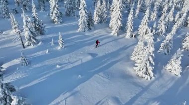 Güzel Kış Ladin Ormanı 'nda Genç Adam Kayak Yapıyor. Kayak Turu. Kış Aktivitesinin Hava Görüntüsü. Avrupa Doğası.