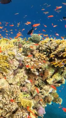 Sualtı Renkli Tropikal Mercan Resifi. Mercan Bahçesi Deniz Burnu. Ağır çekim. Kızıl Deniz, Mısır. Sualtı Dünya Hayatı. Tropik sualtı deniz manzarası. Resif Mercan Sahnesi. Dikey Görünüm Oranı.