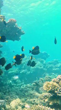 Sualtı Renkli Tropikal Mercan Resifi. Mercan Bahçesi Deniz Burnu. Ağır çekim. Kızıl Deniz, Mısır. Sualtı Dünya Hayatı. Tropik sualtı deniz manzarası. Resif Mercan Sahnesi. Dikey Görünüm Oranı.