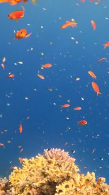 Sualtı Renkli Tropikal Mercan Resifi. Mercan Bahçesi Deniz Burnu. Ağır çekim. Kızıl Deniz, Mısır. Sualtı Dünya Hayatı. Tropik sualtı deniz manzarası. Resif Mercan Sahnesi. Dikey Görünüm Oranı.