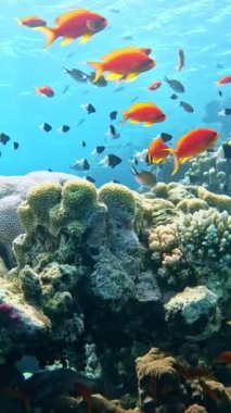 Sualtı Renkli Tropikal Mercan Resifi. Mercan Bahçesi Deniz Burnu. Ağır çekim. Kızıl Deniz, Mısır. Sualtı Dünya Hayatı. Tropik sualtı deniz manzarası. Resif Mercan Sahnesi. Dikey Görünüm Oranı.