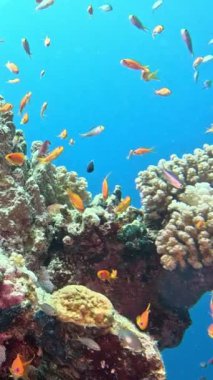 Sualtı Renkli Tropikal Mercan Resifi. Mercan Bahçesi Deniz Burnu. Ağır çekim. Kızıl Deniz, Mısır. Sualtı Dünya Hayatı. Tropik sualtı deniz manzarası. Resif Mercan Sahnesi. Dikey Görünüm Oranı.