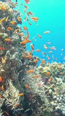 Sualtı Renkli Tropikal Mercan Resifi. Mercan Bahçesi Deniz Burnu. Ağır çekim. Kızıl Deniz, Mısır. Sualtı Dünya Hayatı. Tropik sualtı deniz manzarası. Resif Mercan Sahnesi. Dikey Görünüm Oranı.