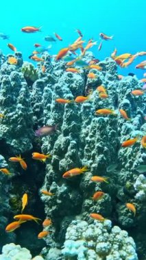 Sualtı Renkli Tropikal Mercan Resifi. Mercan Bahçesi Deniz Burnu. Ağır çekim. Kızıl Deniz, Mısır. Sualtı Dünya Hayatı. Tropik sualtı deniz manzarası. Resif Mercan Sahnesi. Dikey Görünüm Oranı.